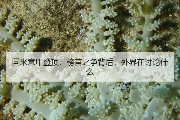 guo-mi-yi-jia-deng-ding-bang-shou-zhi-zheng-bei-hou-wai-jie-zai-tao-lun-shen-me-2-856.jpg